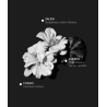 Alqvimia Esprit de Parfum Athena | Perfume