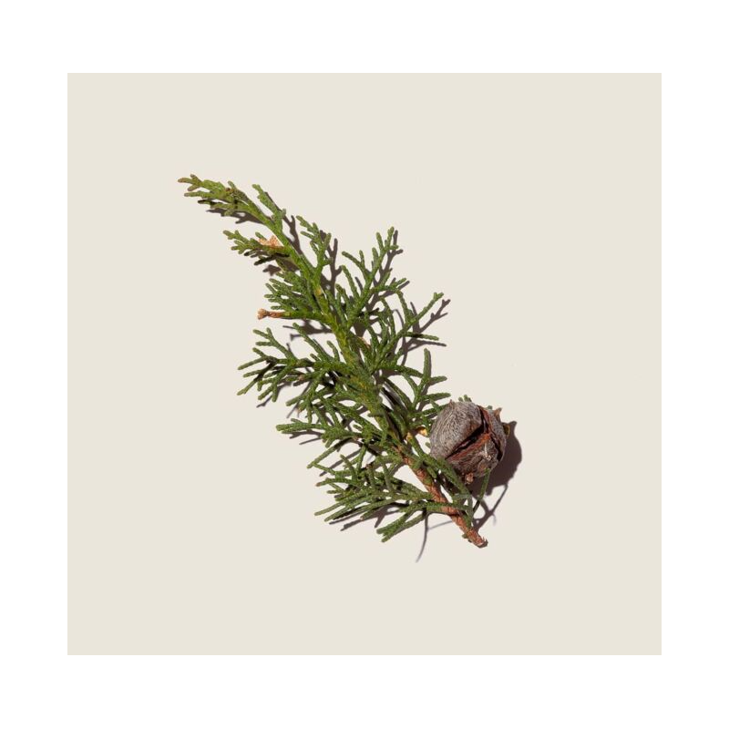 Alqvimia Aceite Esencial Ciprés | Aromaterapia