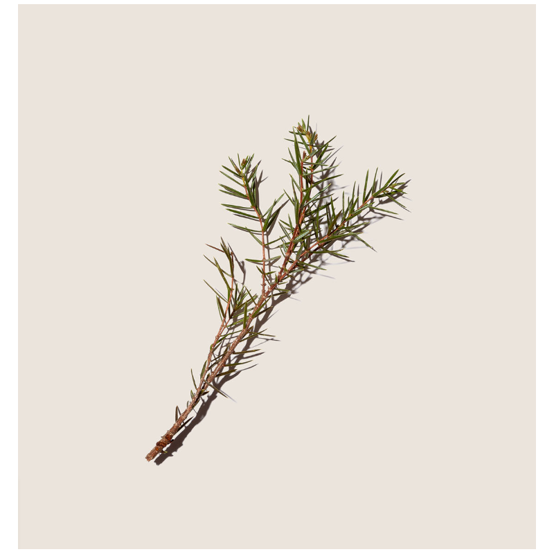 Alqvimia Aceite Esencial Enebro | Purificante