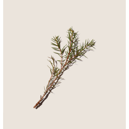 Alqvimia Aceite Esencial Enebro | Purificante