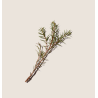 Alqvimia Aceite Esencial Enebro | Purificante