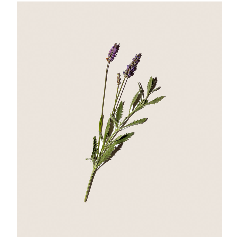Alqvimia Aceite Corporal de Lavanda | Relajante