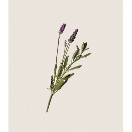 Alqvimia Aceite Corporal de Lavanda | Relajante