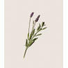 Alqvimia Aceite Corporal de Lavanda | Relajante