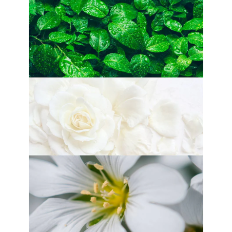 Yodeyma Agua Fresca | Perfume Fresco