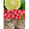 Yodeyma Caribbean | Perfume Tropical